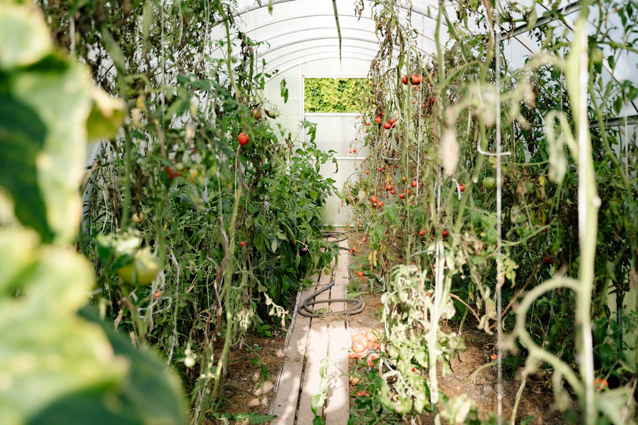 hero-img-01 A vibrant summer scene in a greenhouse with ripe tomatoes and dense green foliage.