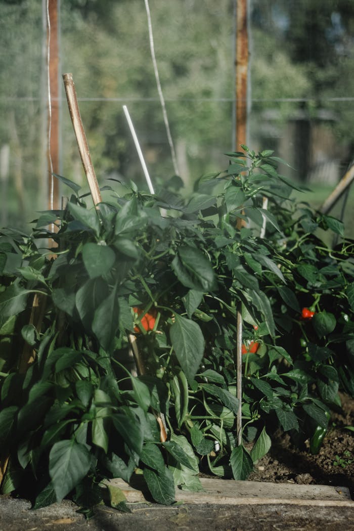 Healthy green pepper plants flourishing in an Estonian greenhouse garden.